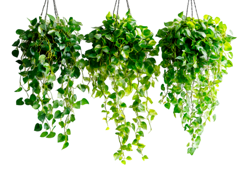 107ac277-7767-4c75-a021-36452f80d694 1