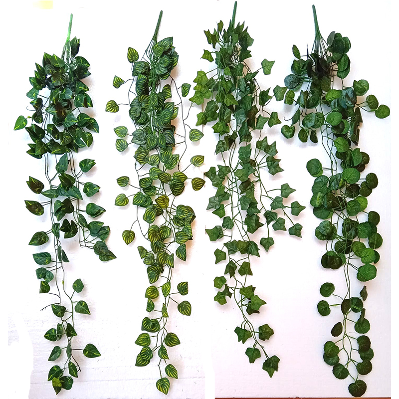 MC013 Money Plant Creeper