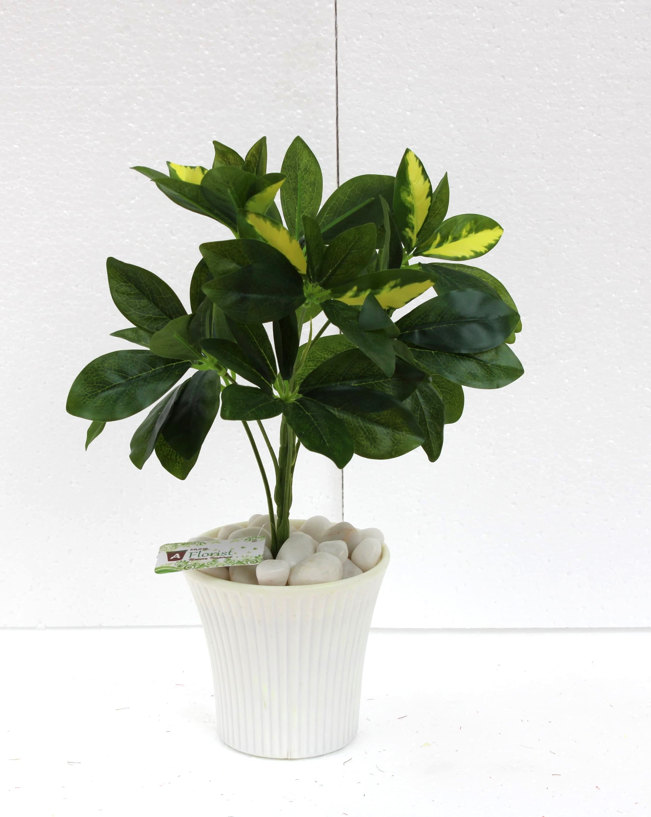 ML192 Schflerra Leaf Bunch