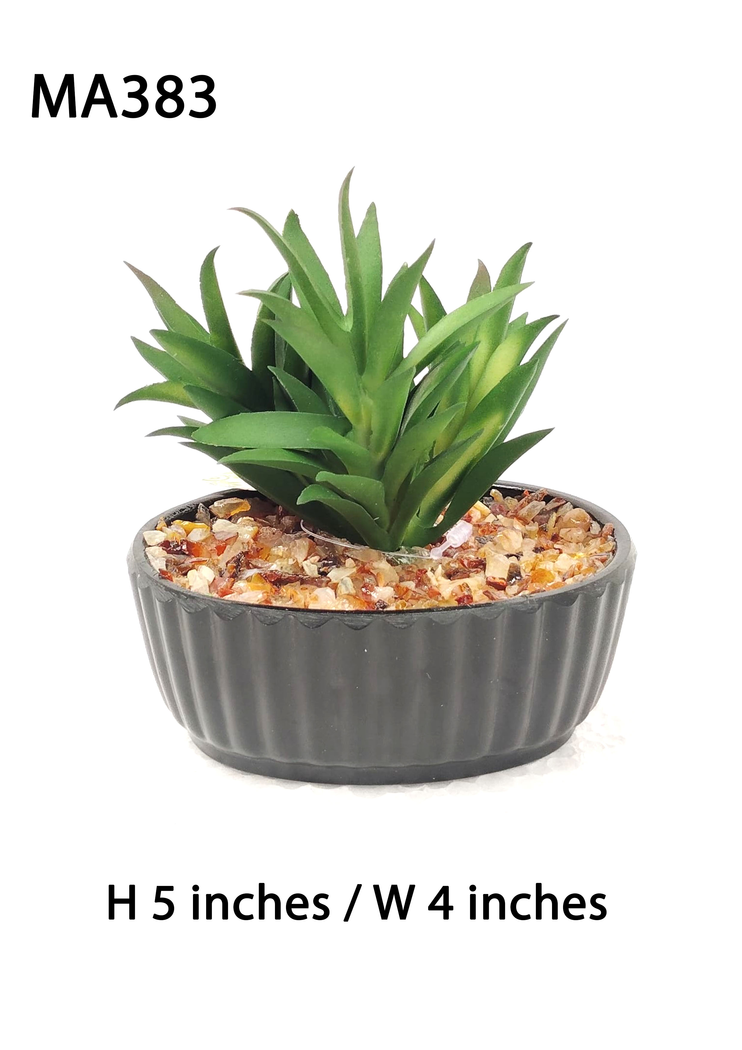MA383 Succulent Pot Arrangement