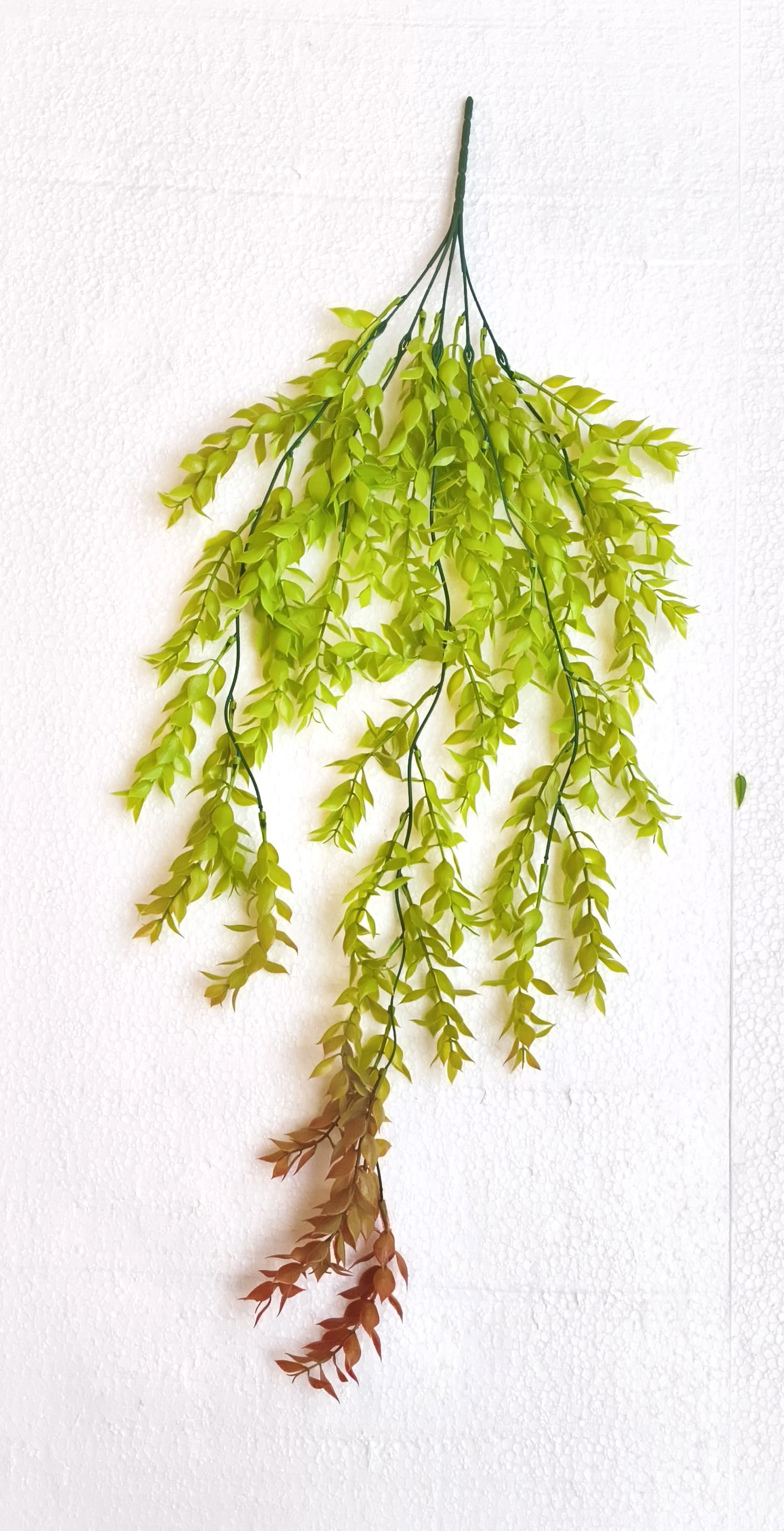 MC057 Curtain Creeper