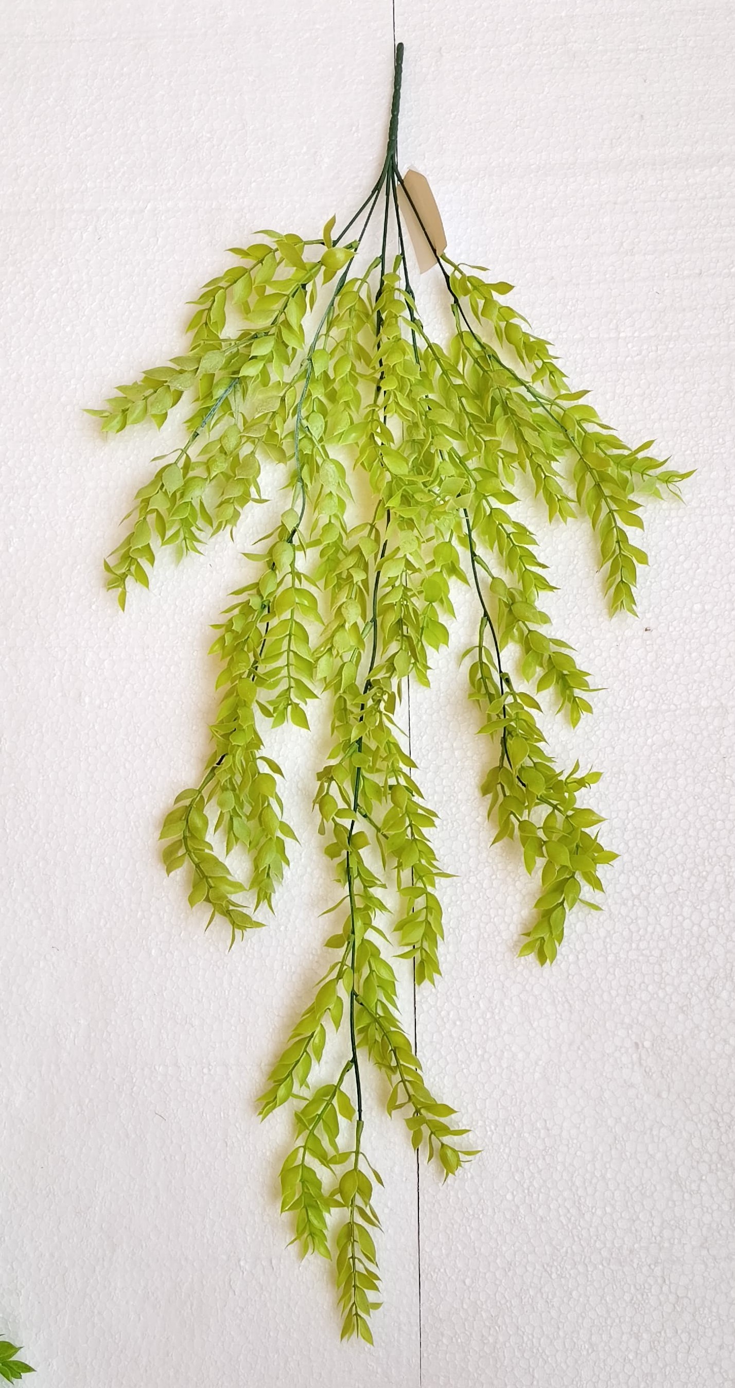 MC056 Curtain Creeper